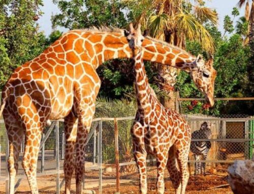 Antalya Zoo: En perfekt familiedestinasjon med komfortable transporter fra Antalya Transfer