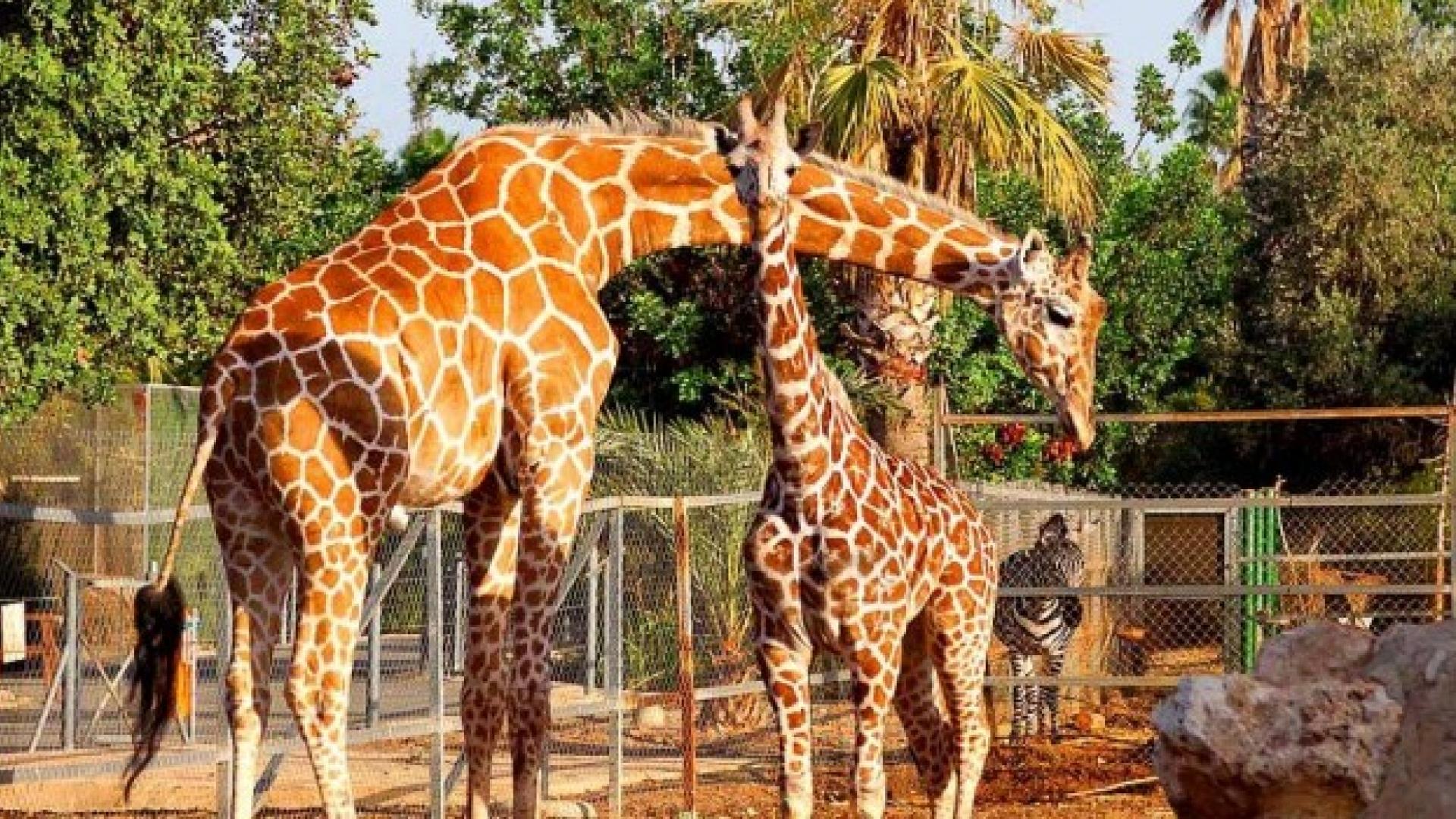 Antalya Zoo A Perfect Family Destination with Comfortable Transfers from Antalya Transfer