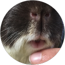 Profilbild von „Meerschweinchen Oreo und Z.“